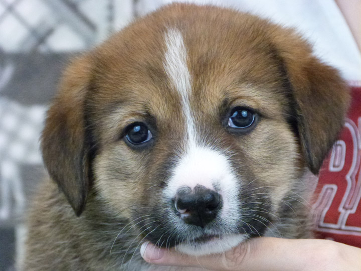 chinook puppy